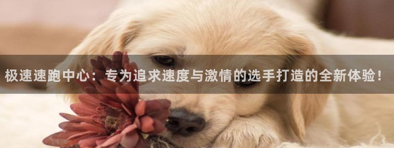 新球：极速速跑中心：专为追求速度与激情的选手打造的全新体验！